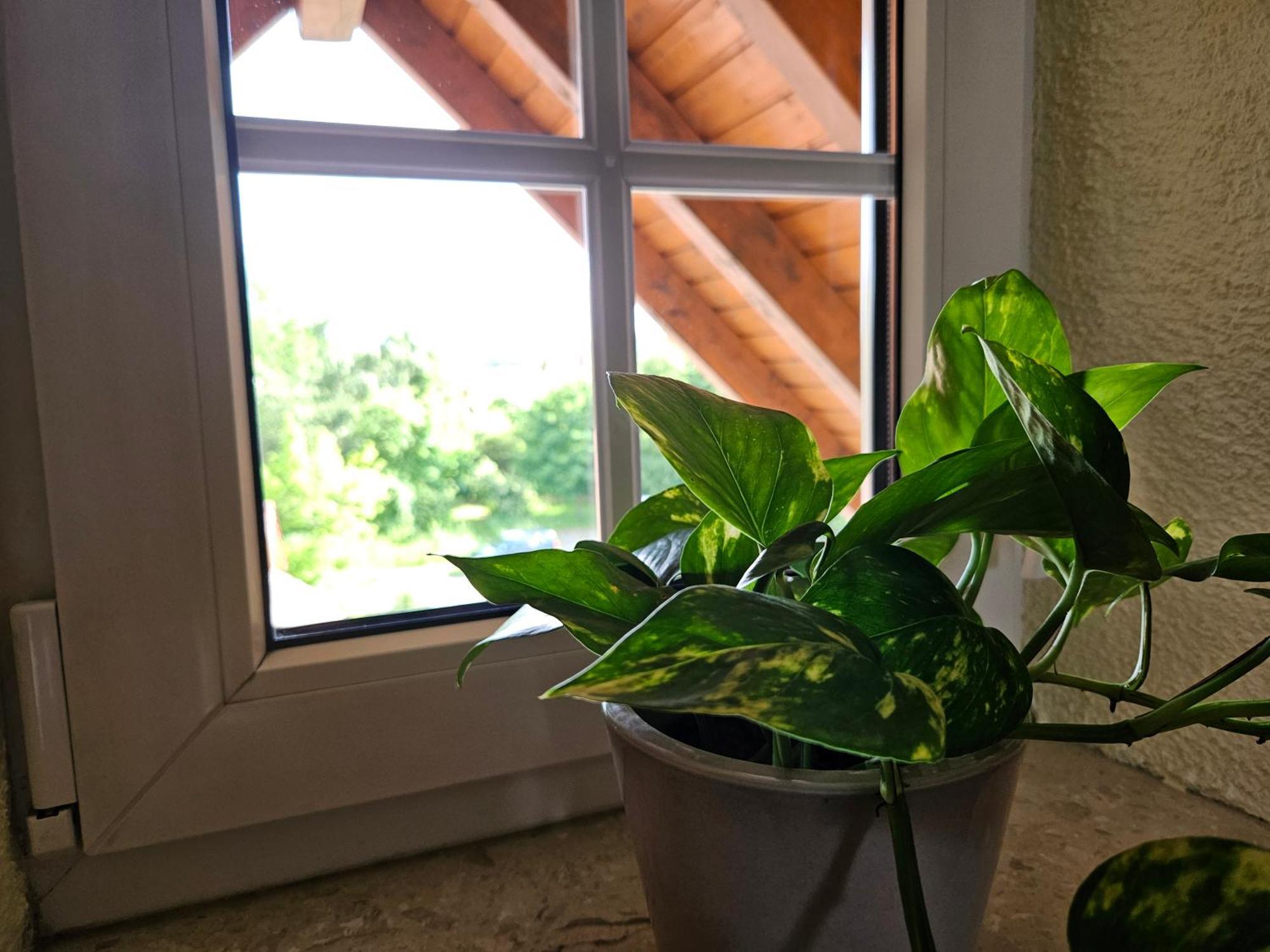 Service Appartement Weigl Nittenau المظهر الخارجي الصورة